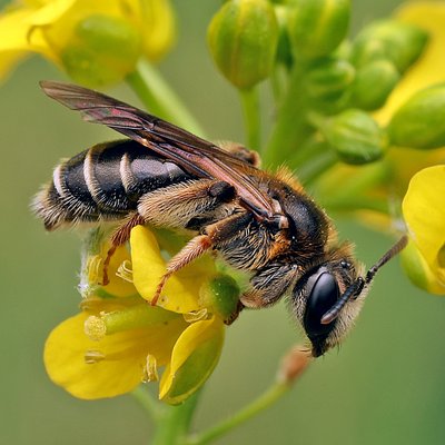 Fotografische Darstellung der Wildbiene Rotfühler-Kielsandbiene