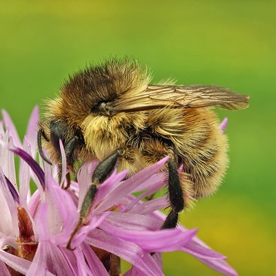 Fotografische Darstellung der Wildbiene Veränderliche Hummel