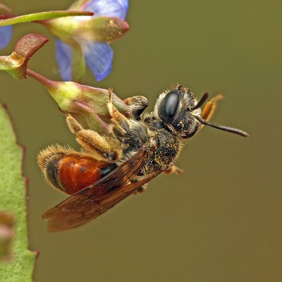 Fotografische Darstellung der Wildbiene Rote Ehrenpreis-Sandbiene