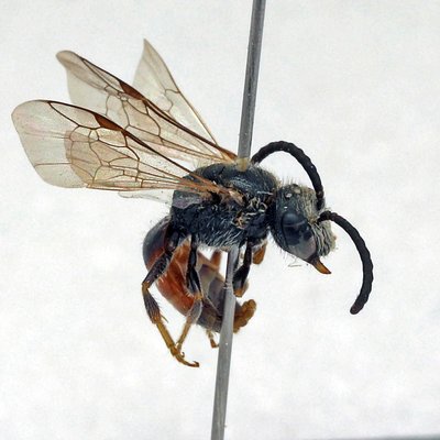 Fotografische Darstellung der Wildbiene Kroatische Blutbiene