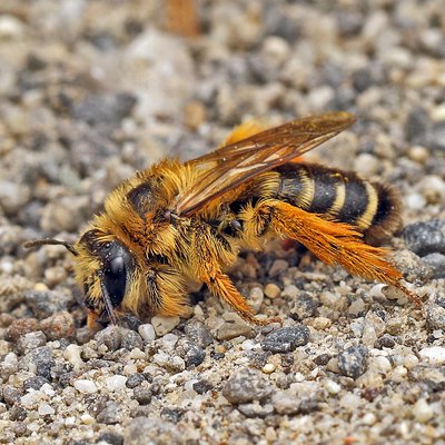 Fotografische Darstellung der Wildbiene Dunkelfransige Hosenbiene