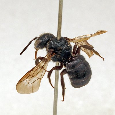 Fotografische Darstellung der Wildbiene Schneckenhaus-Düsterbiene