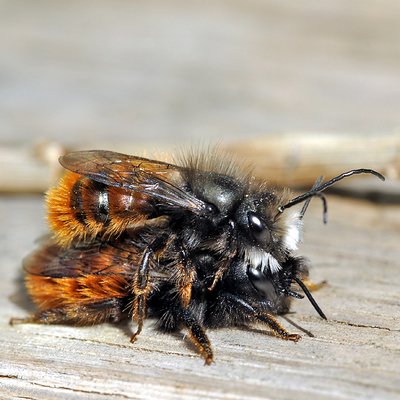 Fotografische Darstellung der Wildbiene Gehörnte Mauerbiene
