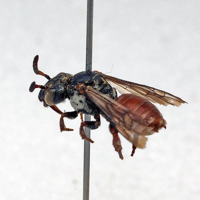 Fotografische Darstellung der Wildbiene Filzige Kraftbiene