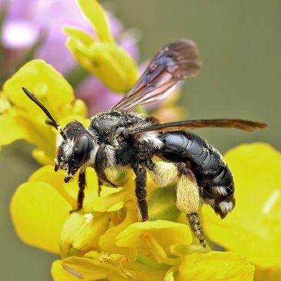 Fotografische Darstellung der Wildbiene Senf-Blauschillersandbiene