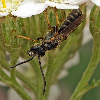 Fotografische Darstellung der Wildbiene Verkannte Furchenbiene