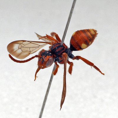 Fotografische Darstellung der Wildbiene Gestreifte Wespenbiene