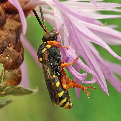 Fotografische Darstellung der Wildbiene Greiskraut-Wespenbiene