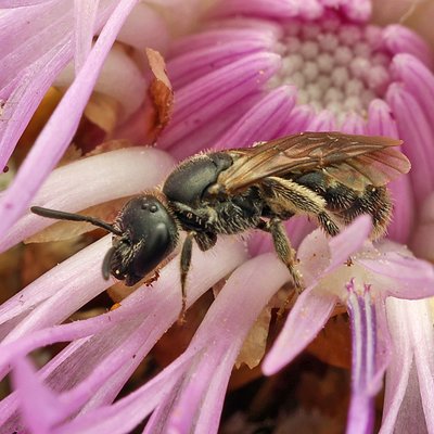 Fotografische Darstellung der Wildbiene Punktierte Schmalbiene
