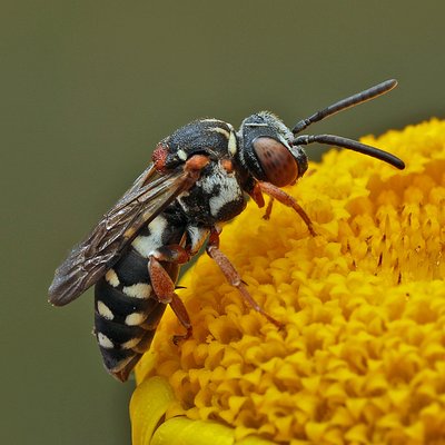 Fotografische Darstellung der Wildbiene Gewöhnliche Filzbiene
