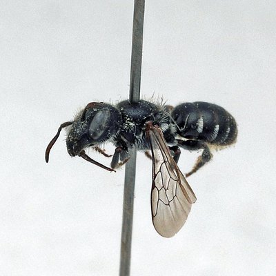 Fotografische Darstellung der Wildbiene Zwerg-Mauerbiene