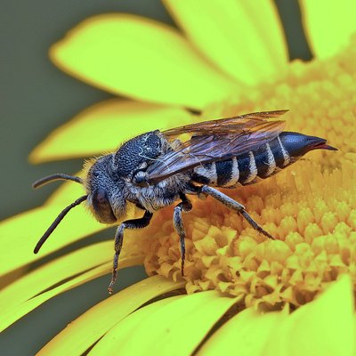 Fotografische Darstellung der Wildbiene Stacheltragende Kegelbiene