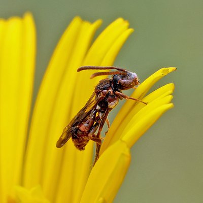 Fotografische Darstellung der Wildbiene Sheppards Wespenbiene