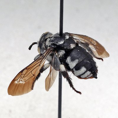 Fotografische Darstellung der Wildbiene Gestutzte Fleckenbiene