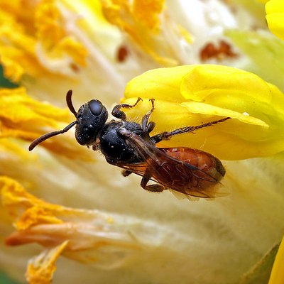 Fotografische Darstellung der Wildbiene Dichtpunktierte Blutbiene