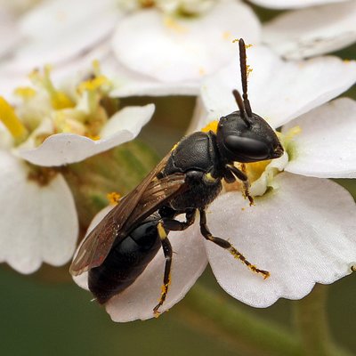 Fotografische Darstellung der Wildbiene Ried-Maskenbiene