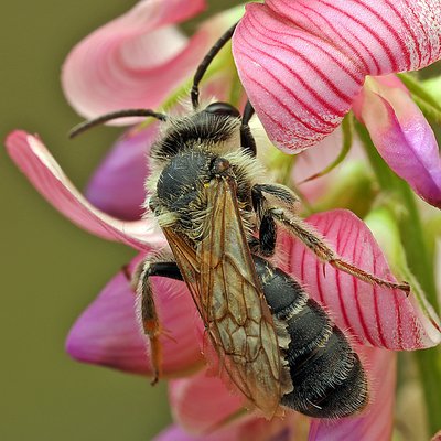 Fotografische Darstellung der Wildbiene Berg-Kleesandbiene