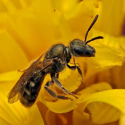 Fotografische Darstellung der Wildbiene Grüne Gebirgs-Schmalbiene