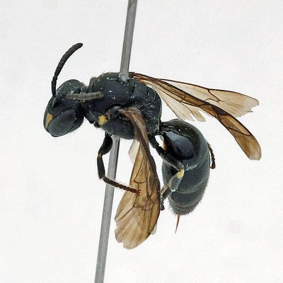 Fotografische Darstellung der Wildbiene Buckel-Maskenbiene