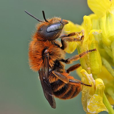 Fotografische Darstellung der Wildbiene Goldene Schneckenhausbiene