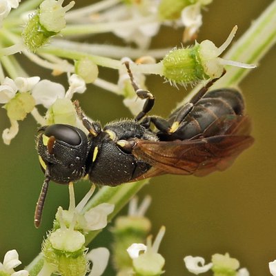 Fotografische Darstellung der Wildbiene Steirische Maskenbiene