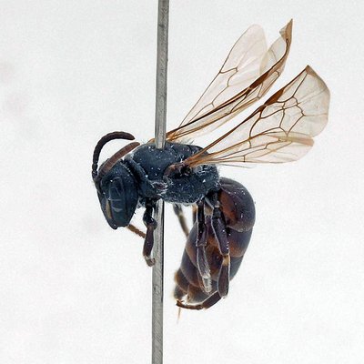 Fotografische Darstellung der Wildbiene Schnee-Maskenbiene