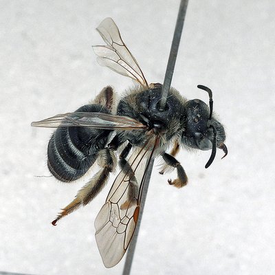 Fotografische Darstellung der Wildbiene Weißgürtel-Schmalbiene