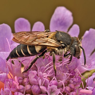 Fotografische Darstellung der Wildbiene Langschwanz-Kegelbiene
