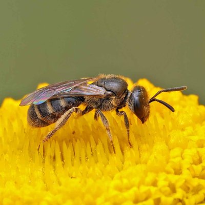 Fotografische Darstellung der Wildbiene Feldweg-Schmalbiene