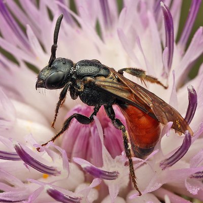 Fotografische Darstellung der Wildbiene Buckel-Blutbiene