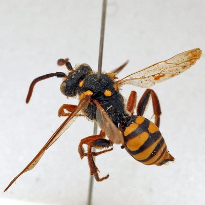 Fotografische Darstellung der Wildbiene Senf-Wespenbiene