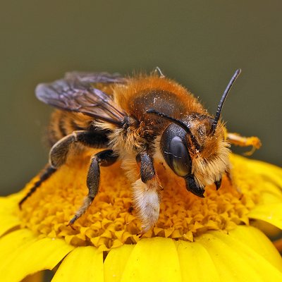Fotografische Darstellung der Wildbiene Garten-Blattschneiderbiene