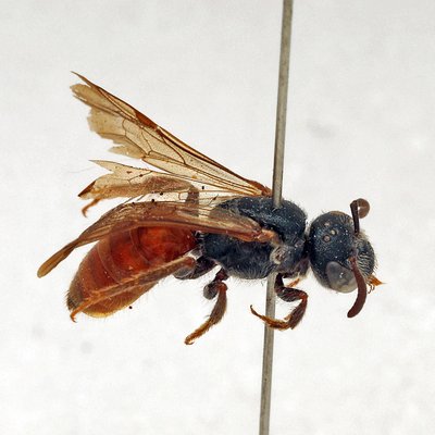 Fotografische Darstellung der Wildbiene Geriefte Blutbiene