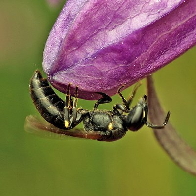 Fotografische Darstellung der Wildbiene Buckel-Maskenbiene