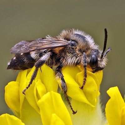 Fotografische Darstellung der Wildbiene Gewöhnliche Trauerbiene