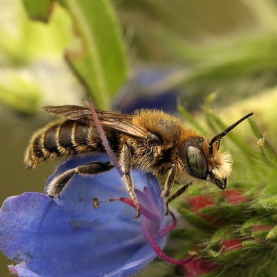Fotografische Darstellung der Wildbiene Gewöhnliche Natternkopfbiene