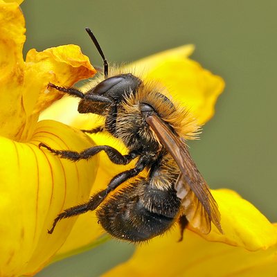 Fotografische Darstellung der Wildbiene Rinden-Mauerbiene