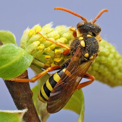 Fotografische Darstellung der Wildbiene Feld-Wespenbiene
