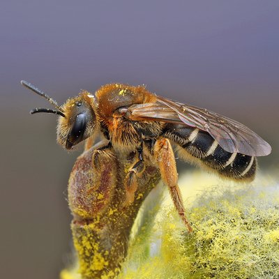 Fotografische Darstellung der Wildbiene Rotbeinige Furchenbiene