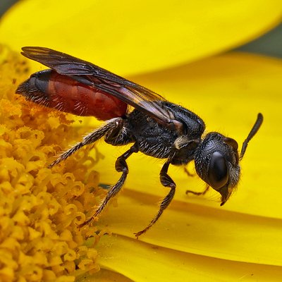 Fotografische Darstellung der Wildbiene Dickkopf-Blutbiene