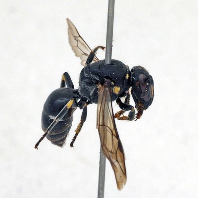 Fotografische Darstellung der Wildbiene Abweichende Maskenbiene