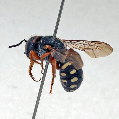 Fotografische Darstellung der Wildbiene Rotfleckige Düsterbiene