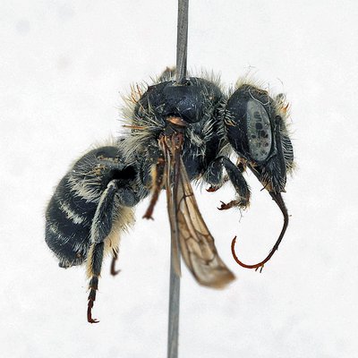 Fotografische Darstellung der Wildbiene Französische Felsenbiene