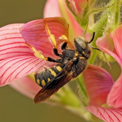 Fotografische Darstellung der Wildbiene Zwergharzbiene