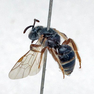 Fotografische Darstellung der Wildbiene Sechsstreifige Schmalbiene