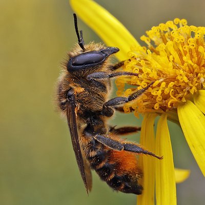 Fotografische Darstellung der Wildbiene Bunte Blattschneiderbiene