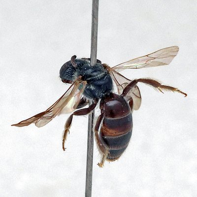 Fotografische Darstellung der Wildbiene Mattglänzende Schmalbiene