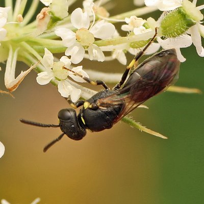 Fotografische Darstellung der Wildbiene Gelbhals-Maskenbiene
