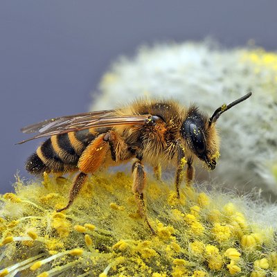 Fotografische Darstellung der Wildbiene Gewöhnliche Bindensandbiene