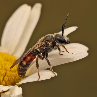 Fotografische Darstellung der Wildbiene Schwarzbeinige Schmalbiene